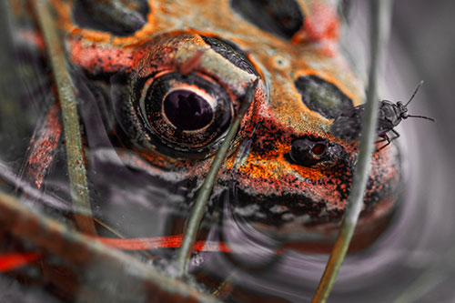 Fly Standing Atop Leopard Frogs Nose (Red Tint Photo)