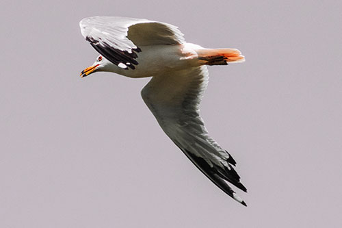 Flying Seagull Searching For Fishy Breakfast (Red Tint)