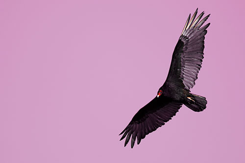 Flying Turkey Vulture Hunts For Food (Red Tint Photo)
