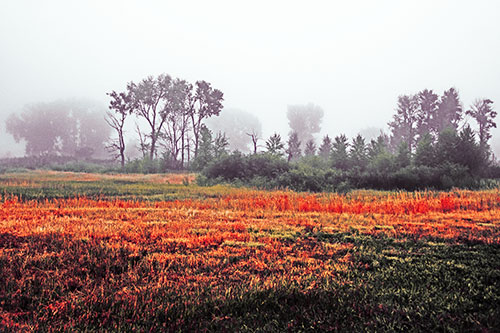 Fog Lingers Beyond Tree Clusters (Red Tint)