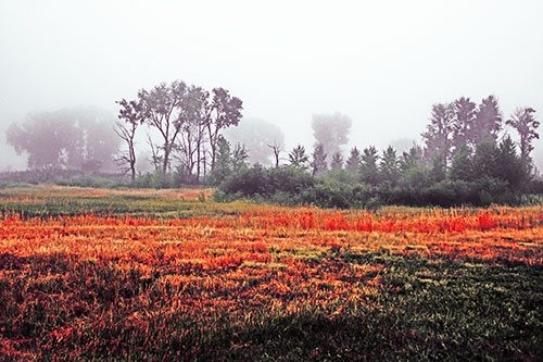Fog Lingers Beyond Tree Clusters (Red Tint Photo)