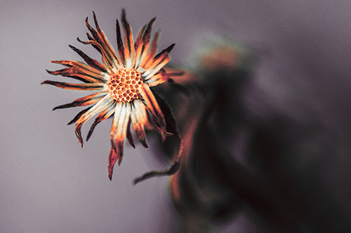 Freezing Aster Flower Shaking Among Wind (Red Tint Photo)