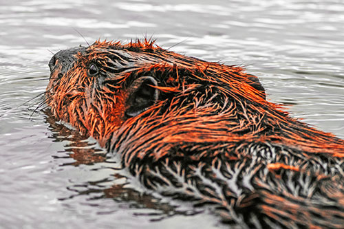 Frightened Beaver Swims Upstream River (Red Tint Photo)