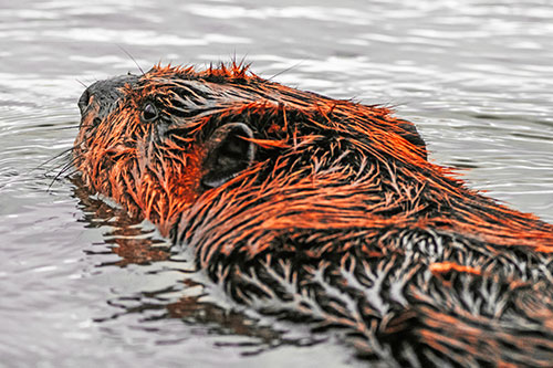 Frightened Beaver Swims Upstream River (Red Tint)