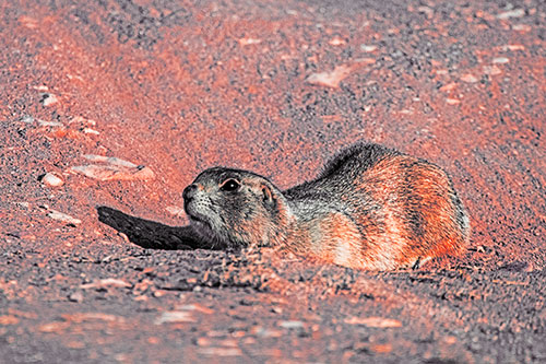 Frightened Russet Ground Squirrel Crouching Atop Dirt Mound (Red Tint)