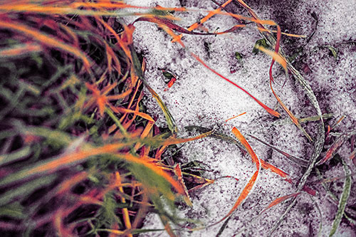 Frowning Grass Face Buried Among Snow (Red Tint)
