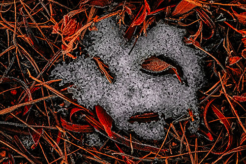 Frozen Leaf Eyed Snow Face Among Frosty Grass (Red Tint)