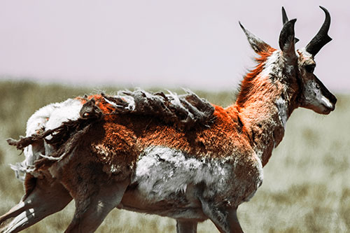 Fur Shedding Pronghorn Walking Along Grass (Red Tint)