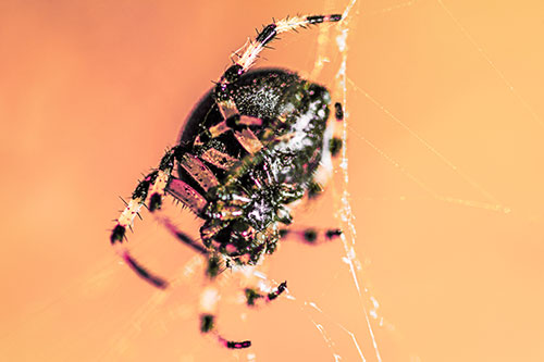 Furrow Orb Weaver Spider Descends Down Web (Red Tint Photo)