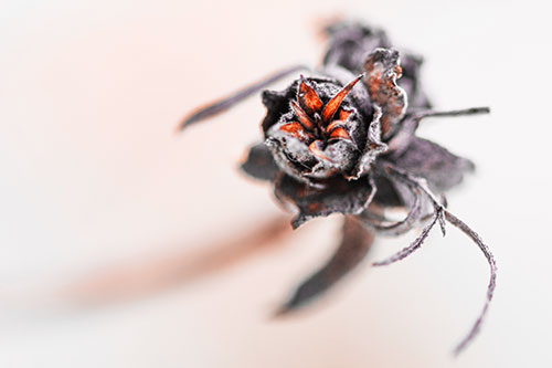 Fuzzy Blossoming Willow Cone Gall Midge (Red Tint)