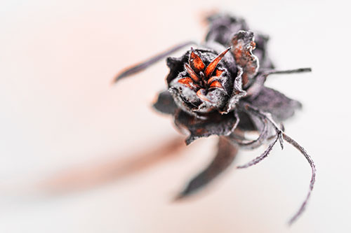 Fuzzy Blossoming Willow Cone Gall Midge (Red Tint Photo)