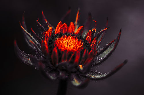 Fuzzy Unfurling Sunflower Bud Blooming (Red Tint Photo)