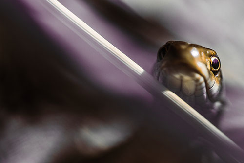 Garter Snake Peeking Head Over Dried Fescue Grass Blade (Red Tint)