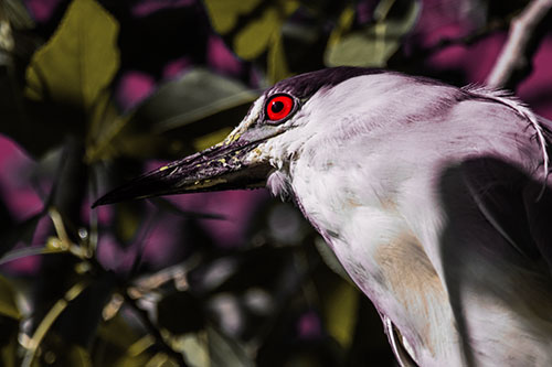 Gazing Black Crowned Night Heron Among Tree Branches (Red Tint Photo)