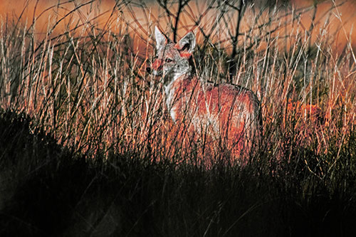 Gazing Coyote Watches Among Feather Reed Grass (Red Tint Photo)