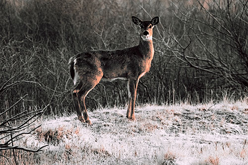Gazing White Tailed Deer Standing Atop High Ground (Red Tint Photo)