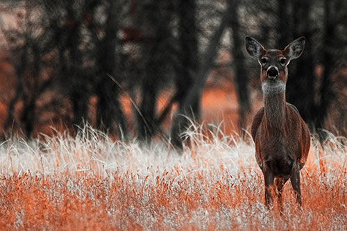Gazing White Tailed Deer Watching Among Feather Reed Grass (Red Tint Photo)