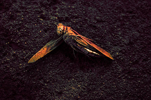 Giant Dead Grasshopper Laid To Rest (Red Tint Photo)