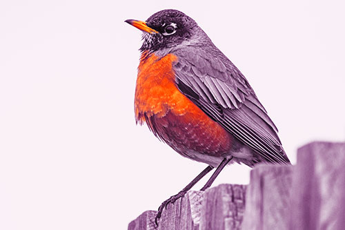 Glaring American Robin Standing Guard Atop Wooden Fence (Red Tint Photo)