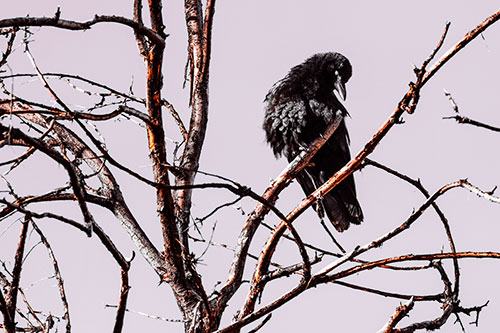Glaze Eyed Crow Tilting Head Among Dead Tree Branches (Red Tint)