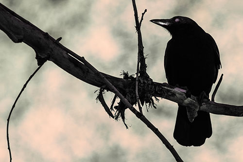 Glazed Eyed Crow Gazing Sideways Along Sloping Tree Branch (Red Tint)