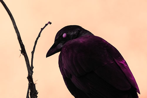 Glazed Eyed Crow Hunched Over Atop Tree Branch (Red Tint Photo)