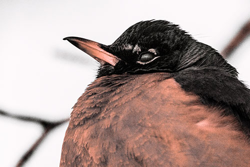 Glazed Eyed Robin Resting Atop Tree Branch (Red Tint Photo)