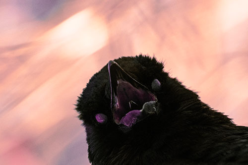 Glazed Eyed Tongue Screaming Crow (Red Tint Photo)