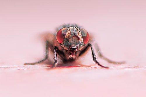 Glistening Cluster Fly Sticking Tongue Out (Red Tint)