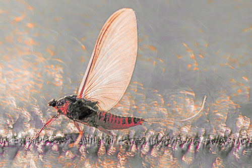 Glistening Mayfly Enjoying Bright Sunlight (Red Tint)