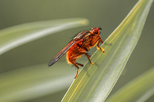 Golden Dung Fly Perched Along Sloping Fescue Grass Blade (Red Tint)