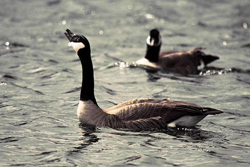Goose Honking Loudly On Lake Water (Red Tint Photo)
