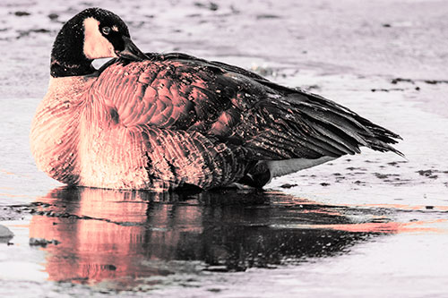Goose Resting Atop Ice Frozen River (Red Tint Photo)
