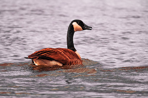 Goose Swimming Down River Water (Red Tint Photo)