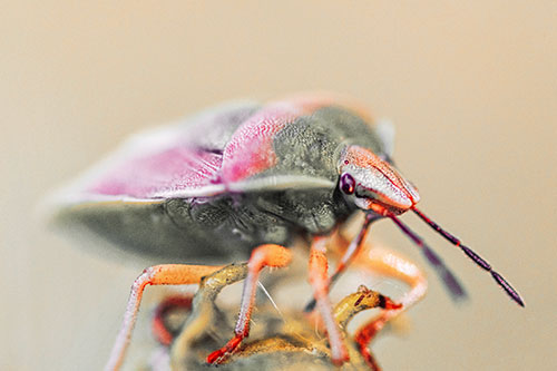 Gorse Shieldbug Standing Atop Gumplant (Red Tint)