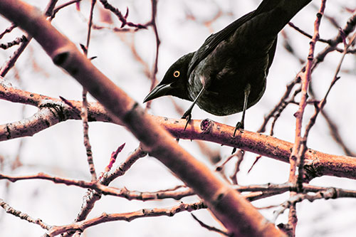 Grackle Balances Among Twisting Tree Branches (Red Tint Photo)