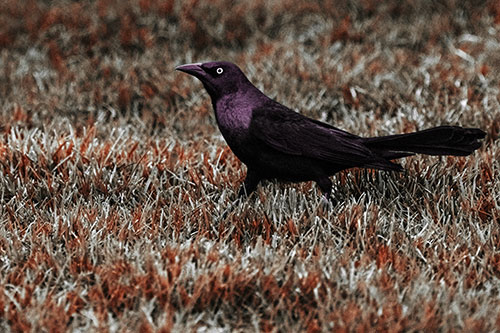 Grackle Walking Among Fresh Cut Grass (Red Tint)