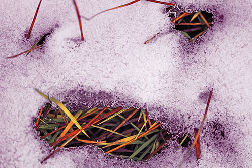 Grass Blade Face Pierces Through Melting Snow (Red Tint Photo)