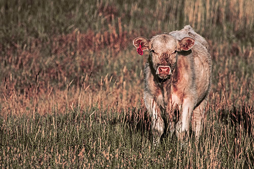 Grass Chewing Cow Spots Intruder (Red Tint Photo)