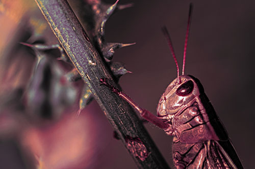 Grasshopper Hangs Onto Weed Stem (Red Tint Photo)