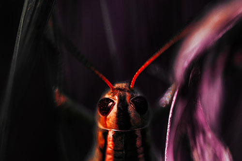 Grasshopper Holds Tightly Among Windy Grass Blades (Red Tint Photo)