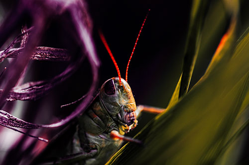 Grasshopper Perched Between Dead And Alive Grass (Red Tint Photo)