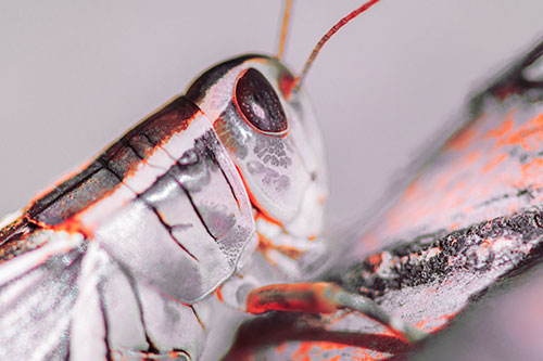 Grasshopper Rests Atop Ascending Branch (Red Tint Photo)