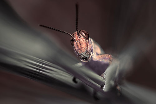 Grasshopper Rides Grass Blades Among Wind (Red Tint)