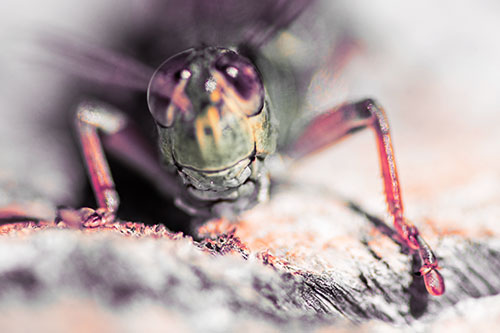 Grasshopper Smiles Among Tree Stump (Red Tint Photo)