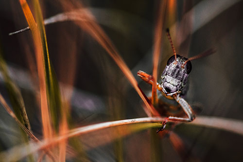 Grasshopper Smiling Among Intersecting Grass Blades (Red Tint)