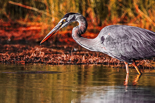 Great Blue Heron Beak Dripping Water (Red Tint Photo)