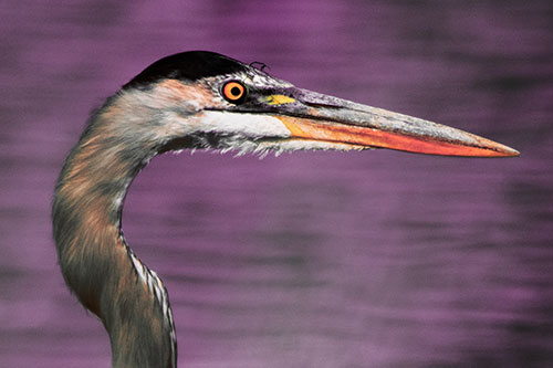 Great Blue Heron Beyond Water Reed Grass (Red Tint Photo)