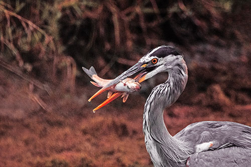 Great Blue Heron Clamps Trout Fish Between Beak (Red Tint)