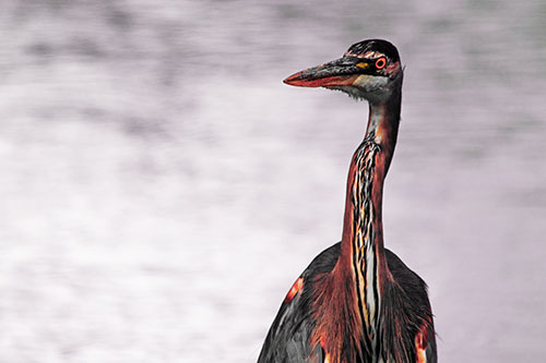 Great Blue Heron Glancing Among River (Red Tint Photo)